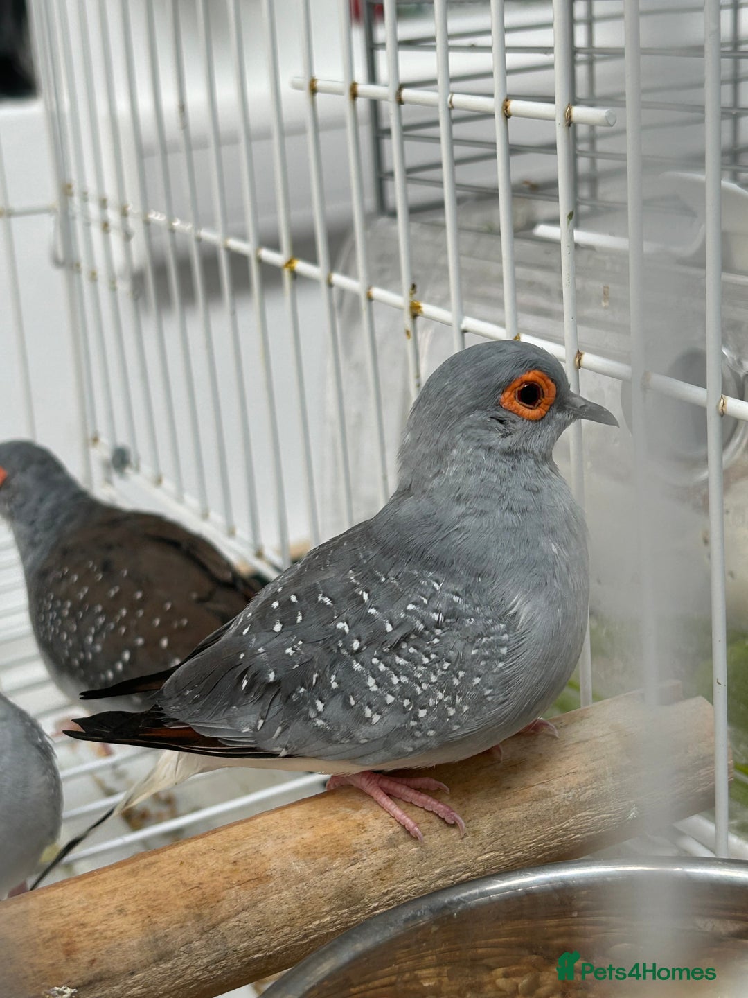 Finches birds for sale: Various Stunning Baby Finches  - Image 8