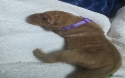 Mixed Breed dogs for sale: Dogue de bordeaux x staff puppies  - Image 10