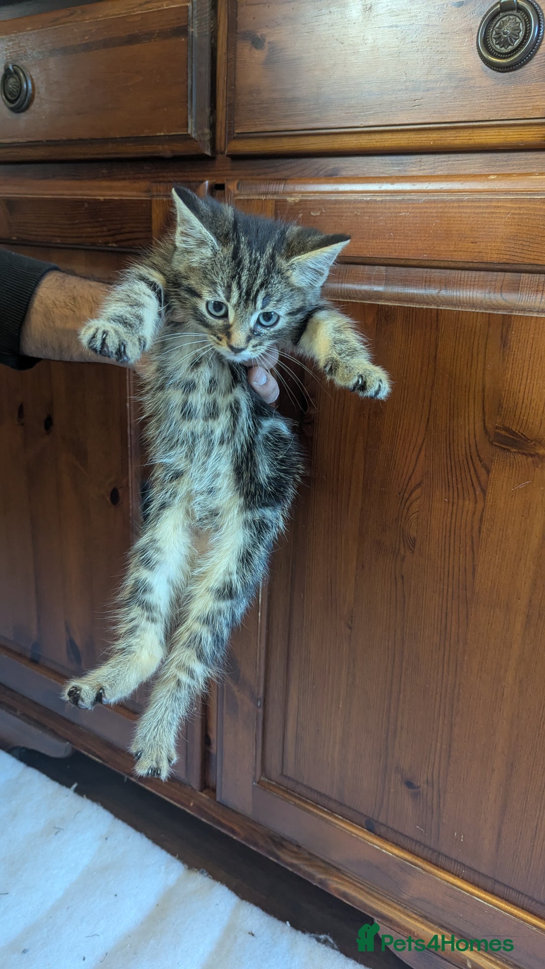 Mixed Breed cats for sale: Kittens for sale - Image 2