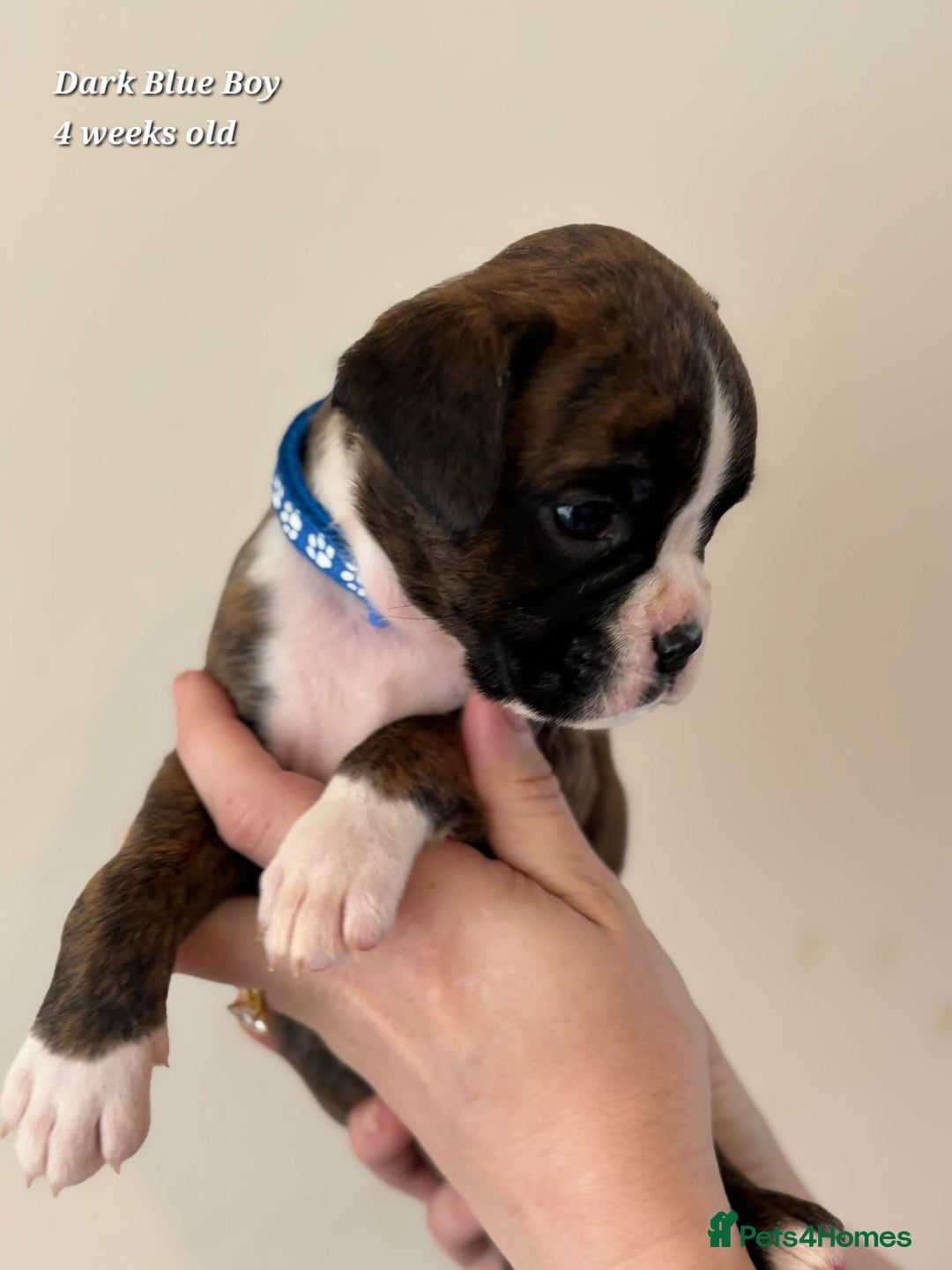 Boxer dogs for sale: 9 Beautiful Boxer Pups - Available from 22/12/2025 - Advert 26