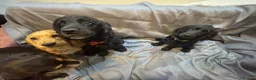 Cocker Spaniel dogs for sale: Cocker Spaniel Puppies - Advert 9