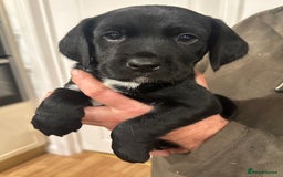 Mixed Breed dogs for sale: Sprockerdor puppies for sale - Image 4