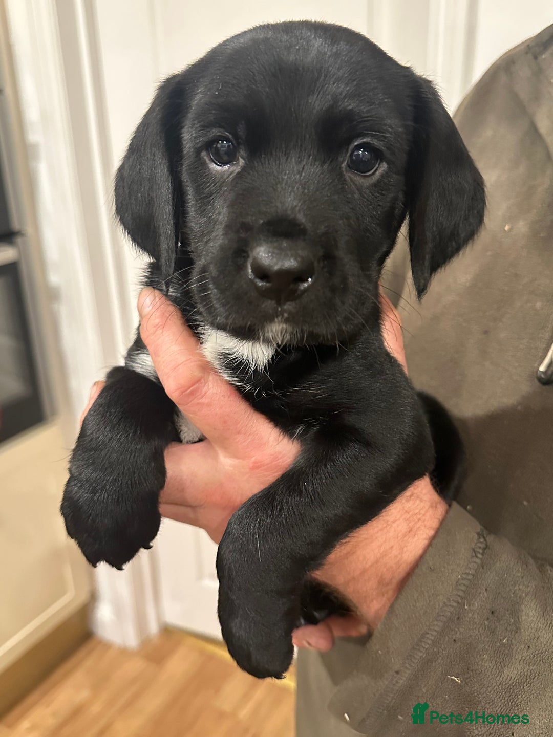 Mixed Breed dogs for sale: Sprockerdor puppies for sale - Image 4