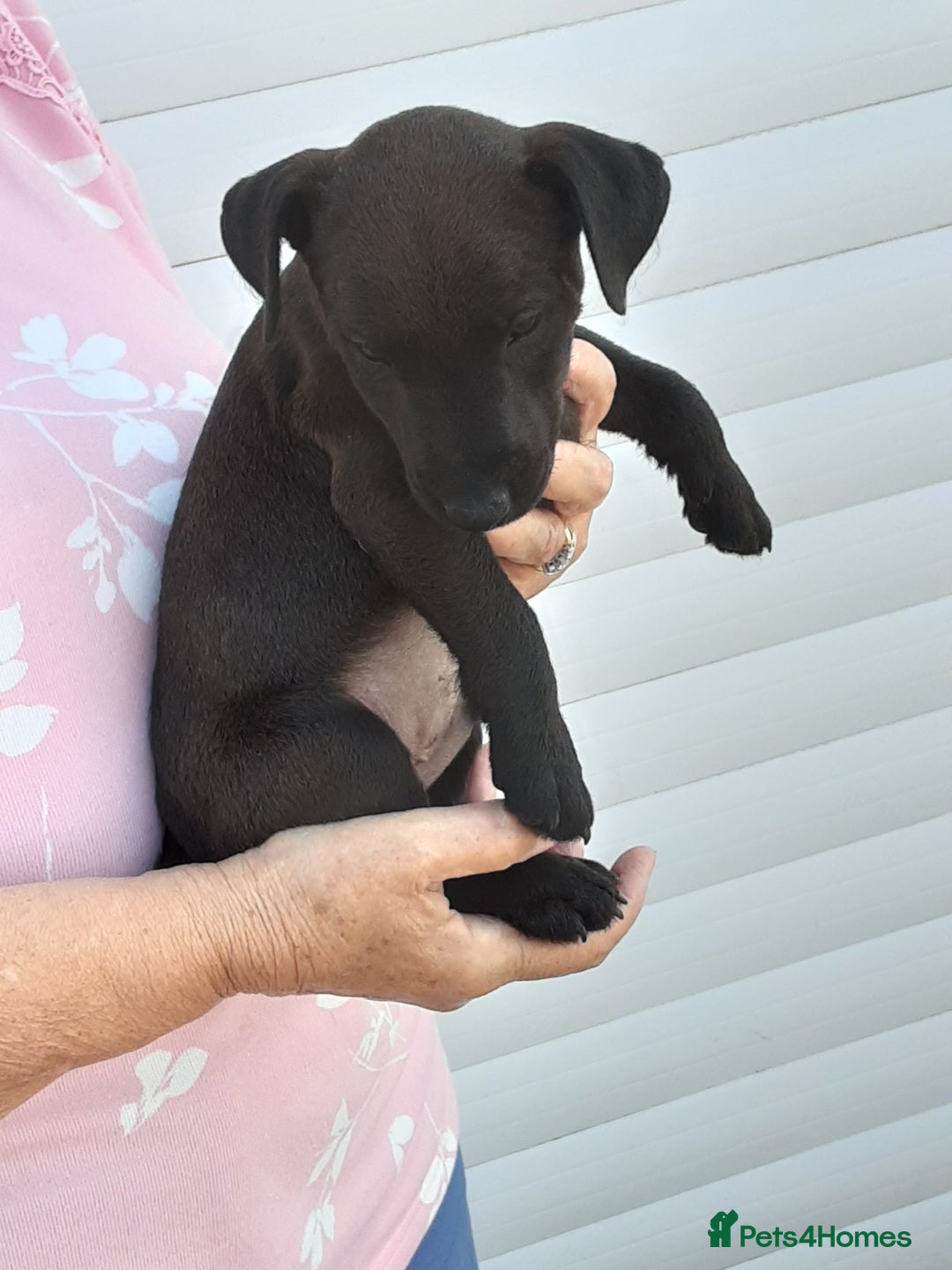 Patterdale Terrier dogs for sale: READY NOW Stunning litter of Patterdale Terriers  - Image 13