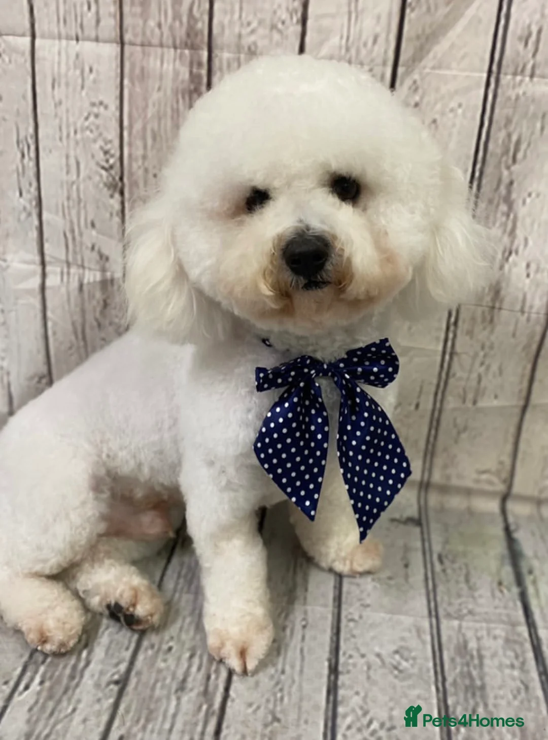 Bichon Frise dogs for stud: Bichon Frise *for stud only* in Hoddesdon - Advert 21