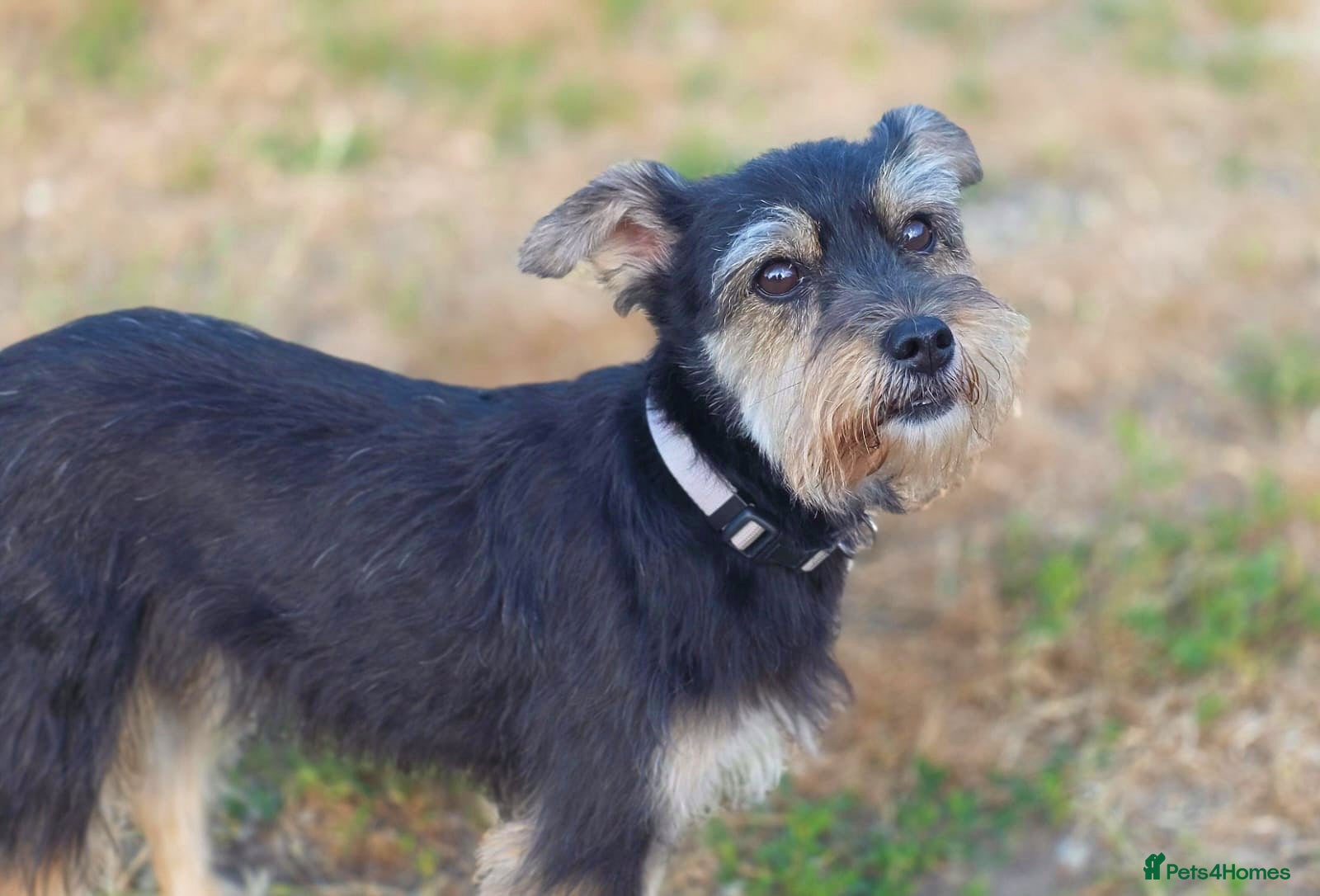 Yorkshire Terrier dogs for adoption: Linda in Holywell - Advert 1