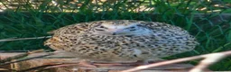 Quail poultry for sale: Fertile Quail Eggs FORSALE HIGH HATCH RATES - Advert 6