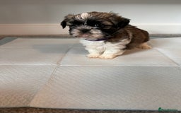 Shih Tzu dogs for sale: 5 gorgeous Shih Tzu puppies - Image 16