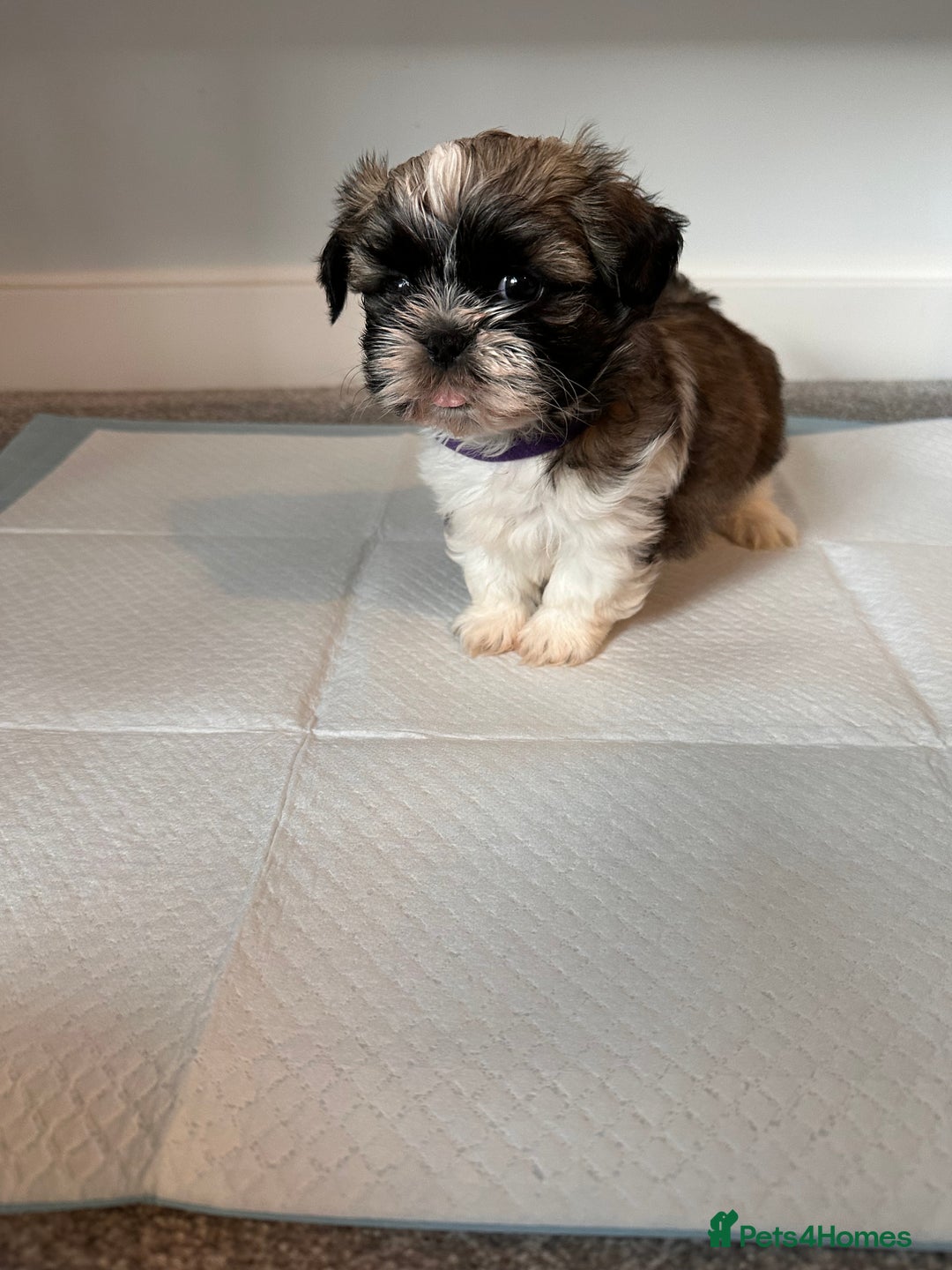 Shih Tzu dogs for sale: 5 gorgeous Shih Tzu puppies - Image 16