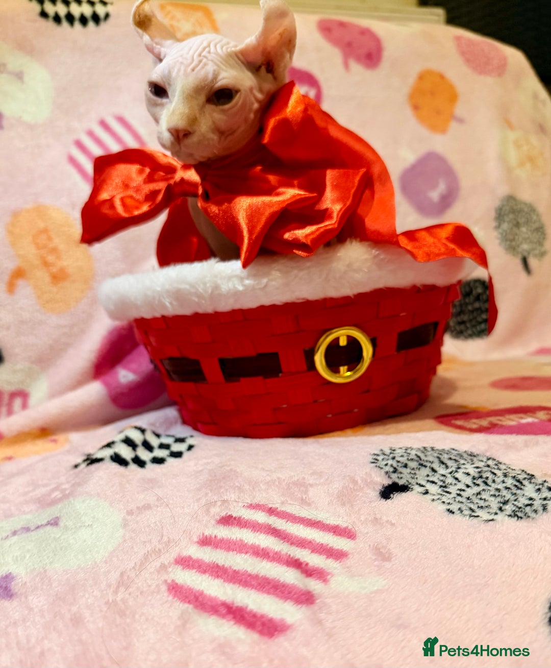 Sphynx cats for sale:  ** ✨ Exquisite Sphynx Kittens  **  - Advert 20