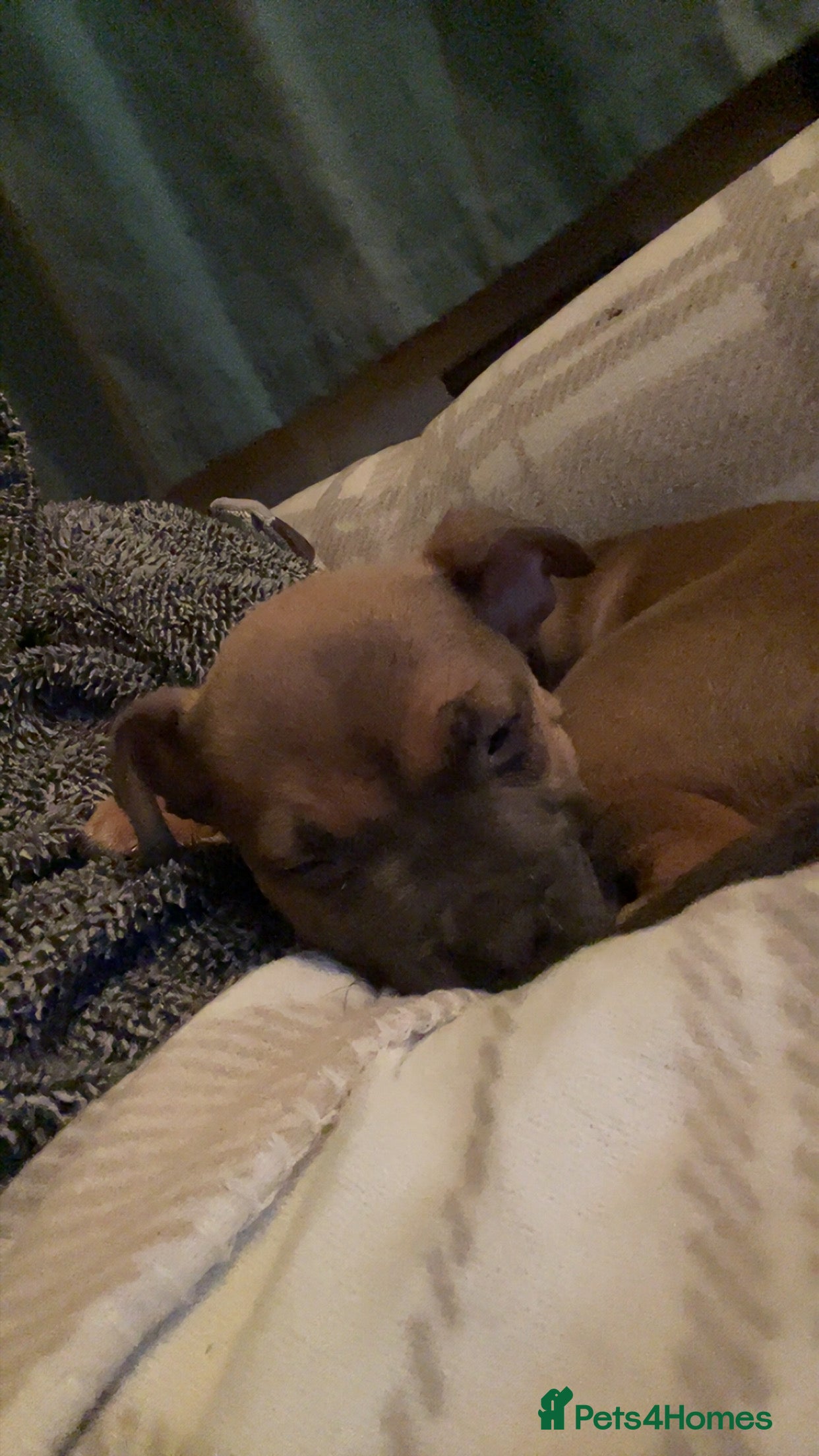 Mixed Breed dogs American bully cross bullmastiff  - Advert 1