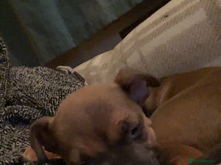 Mixed Breed dogs American bully cross bullmastiff - Advert 3