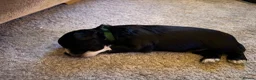 Mixed Breed dogs for sale: 2 males left - Advert 11