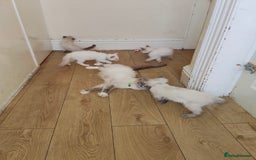 Ragdoll cats for sale: 3 male and 1 female Ragdoll cats for sale - Image 5