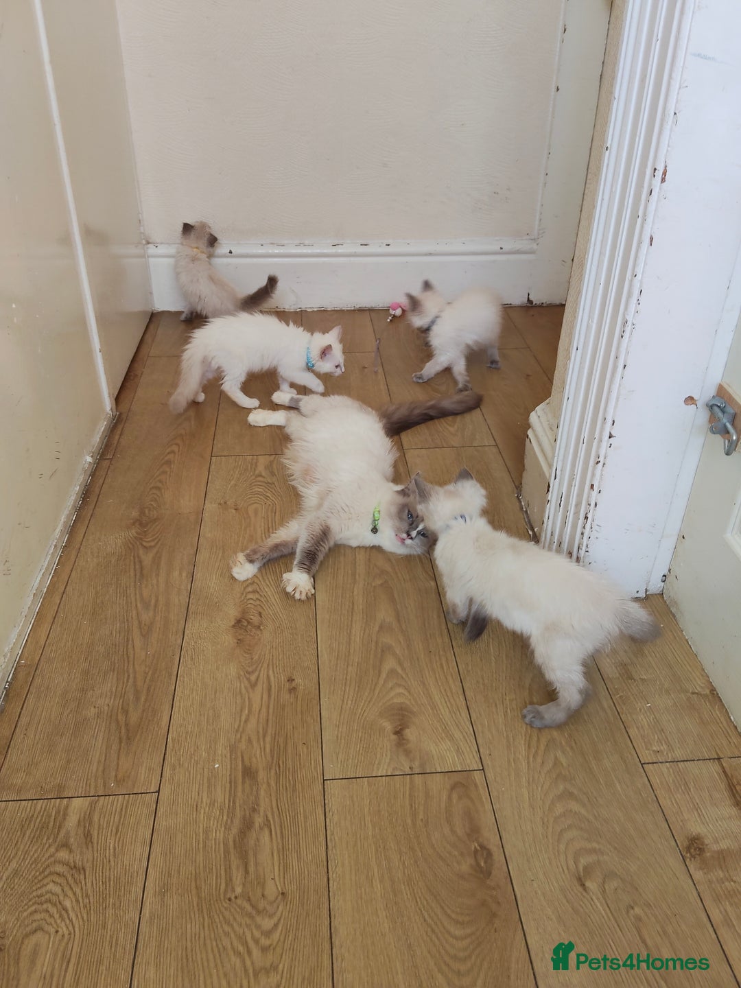 Ragdoll cats for sale: 3 male and 1 female Ragdoll cats for sale - Image 5
