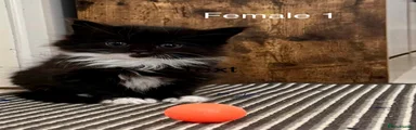 Female 1