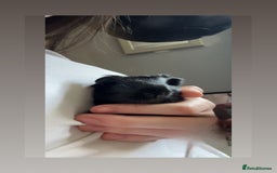 Guinea Pig rodents for sale: baby guinea pigs for sale  - Image 3