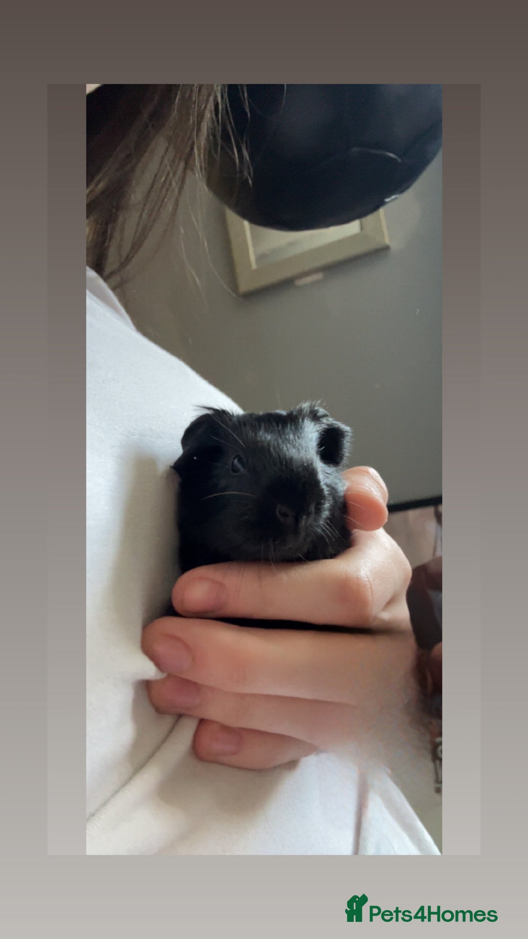 Guinea Pig rodents for sale: baby guinea pigs for sale  - Image 3