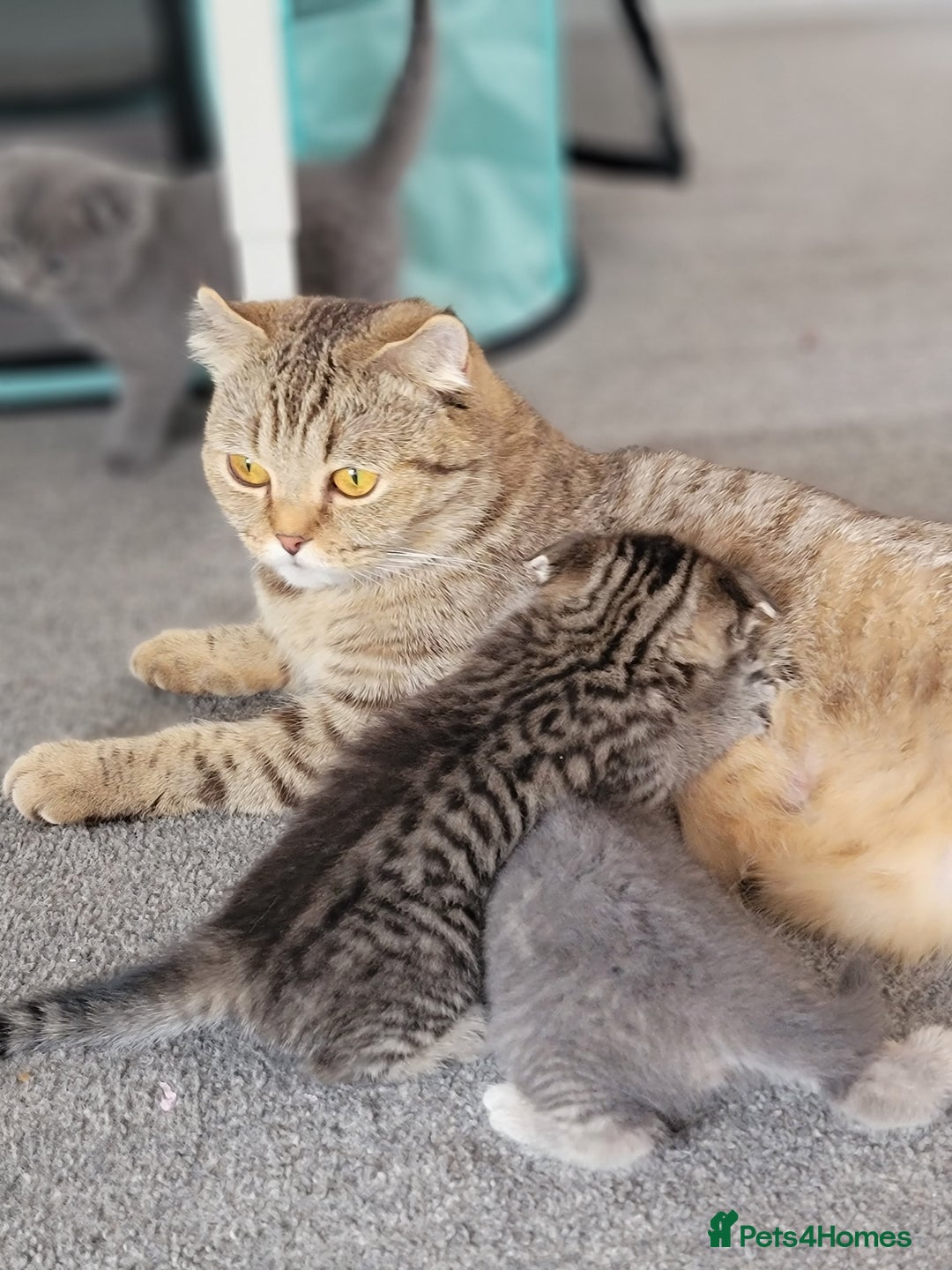 Scottish Fold cats for sale: Healthy and beautiful Scottish fold kittens - Image 15