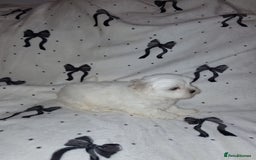 Malshi dogs for sale: Maltese x shihtzu  puppy white with beige ears - Image 10