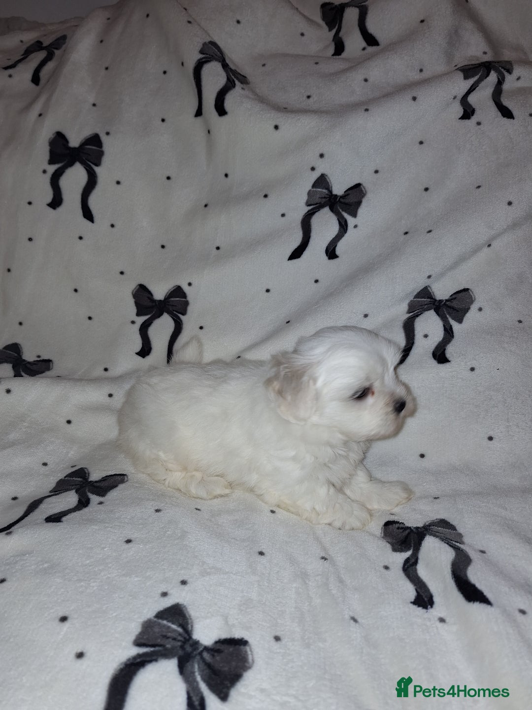 Malshi dogs for sale: Maltese x shihtzu  puppy white with beige ears - Image 10