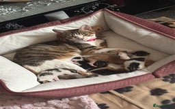 Mixed Breed cats for sale: Kittens  - Image 6