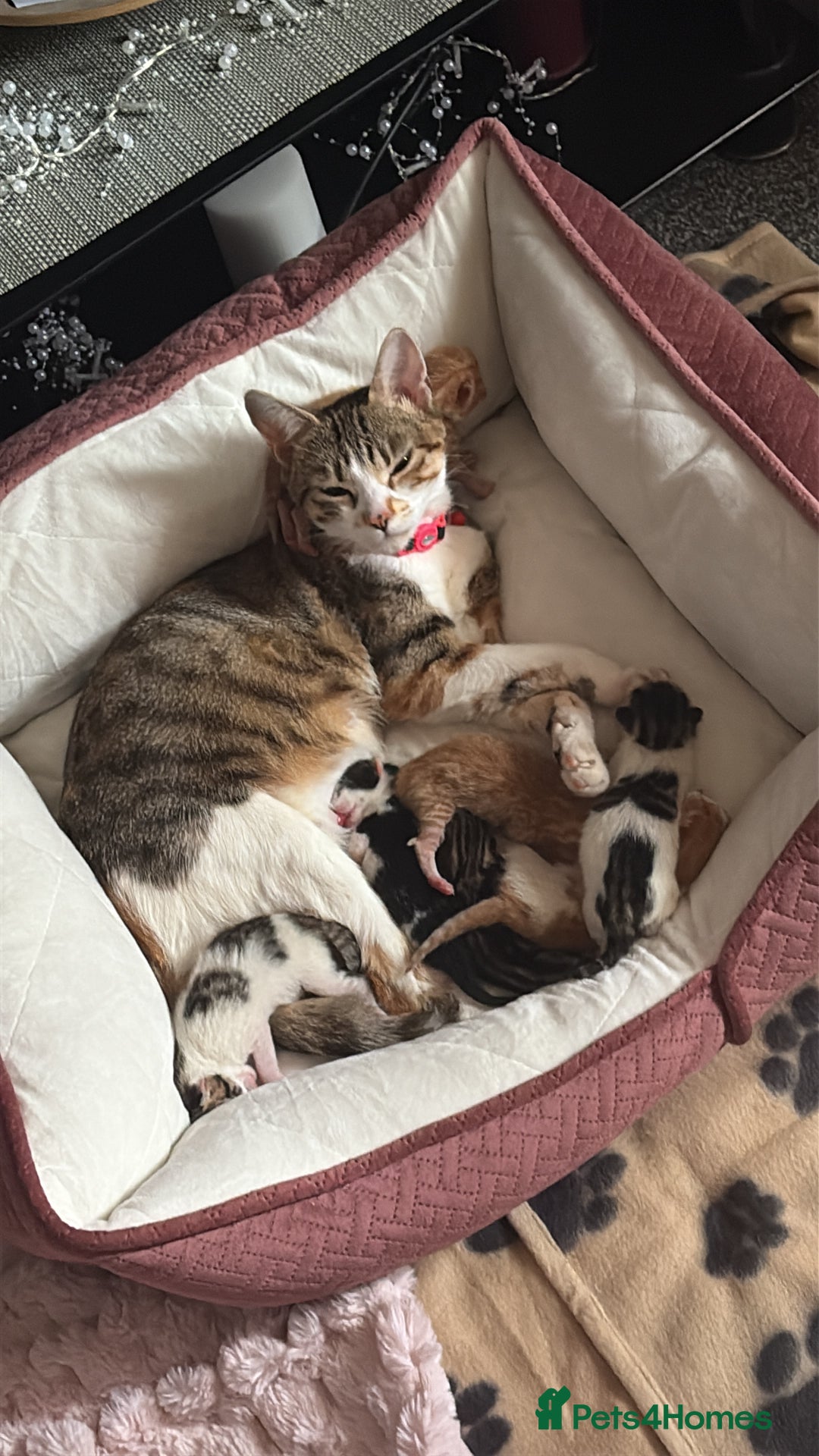 Mixed Breed cats for sale: Kittens  - Image 6