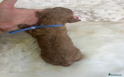 Cavapoo dogs for sale: Top Class Extensively tested F1b Toy Cavapoo pups - Image 35