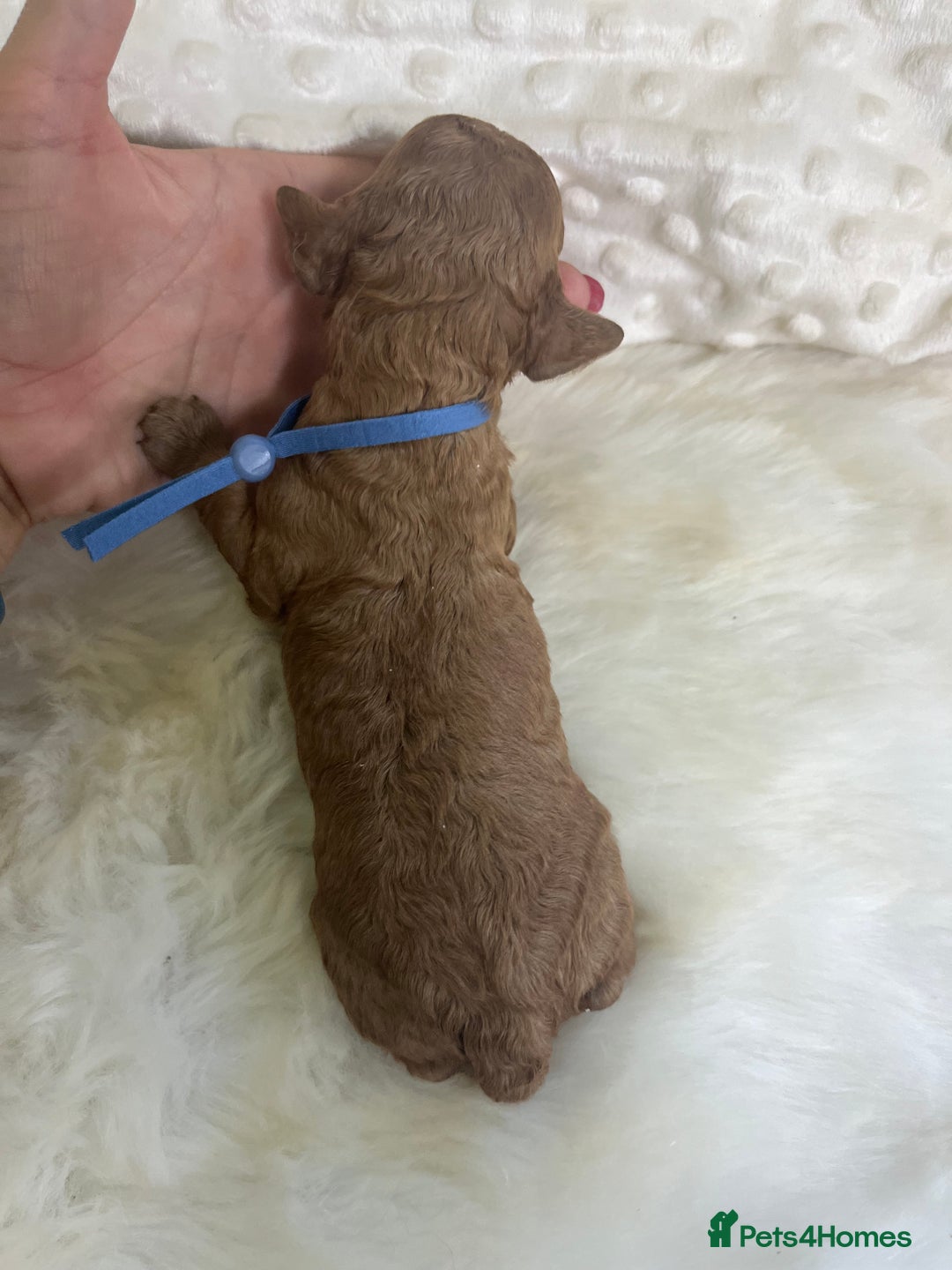 Cavapoo dogs for sale: Top Class Extensively tested F1b Toy Cavapoo pups - Image 35