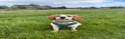 Cocker Spaniel dogs for stud: First Time Stud in Northallerton - Advert 6