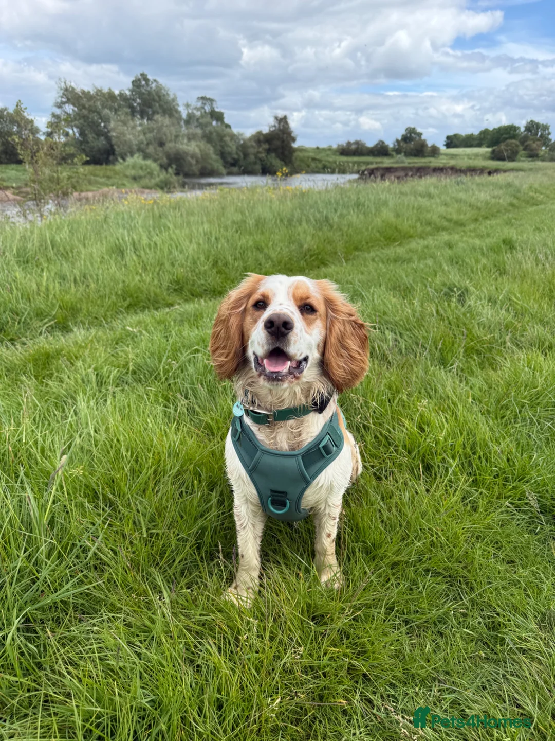 Cocker Spaniel dogs for stud: First Time Stud in Northallerton - Advert 6
