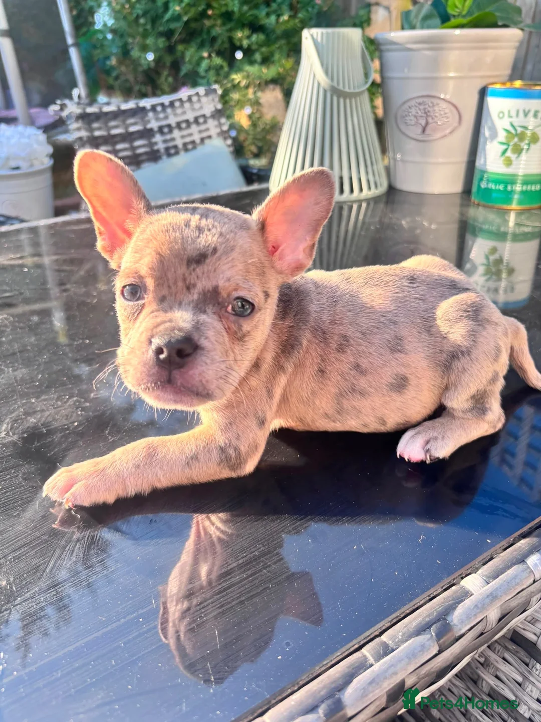 Mixed Breed dogs for sale: Male French bulldog cross pocket bully  in Crowborough - Advert 1