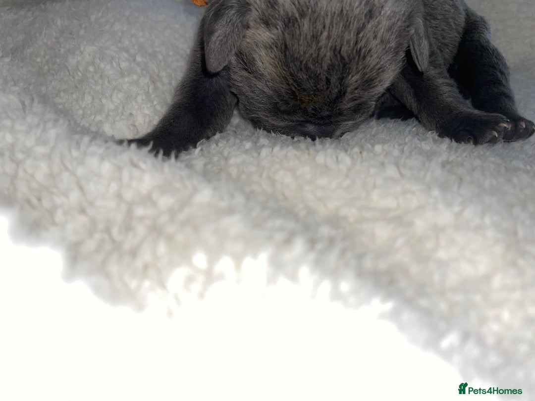 Cane Corso dogs for sale: Harlequin cane corso x pedigree cane corso puppies - Advert 38