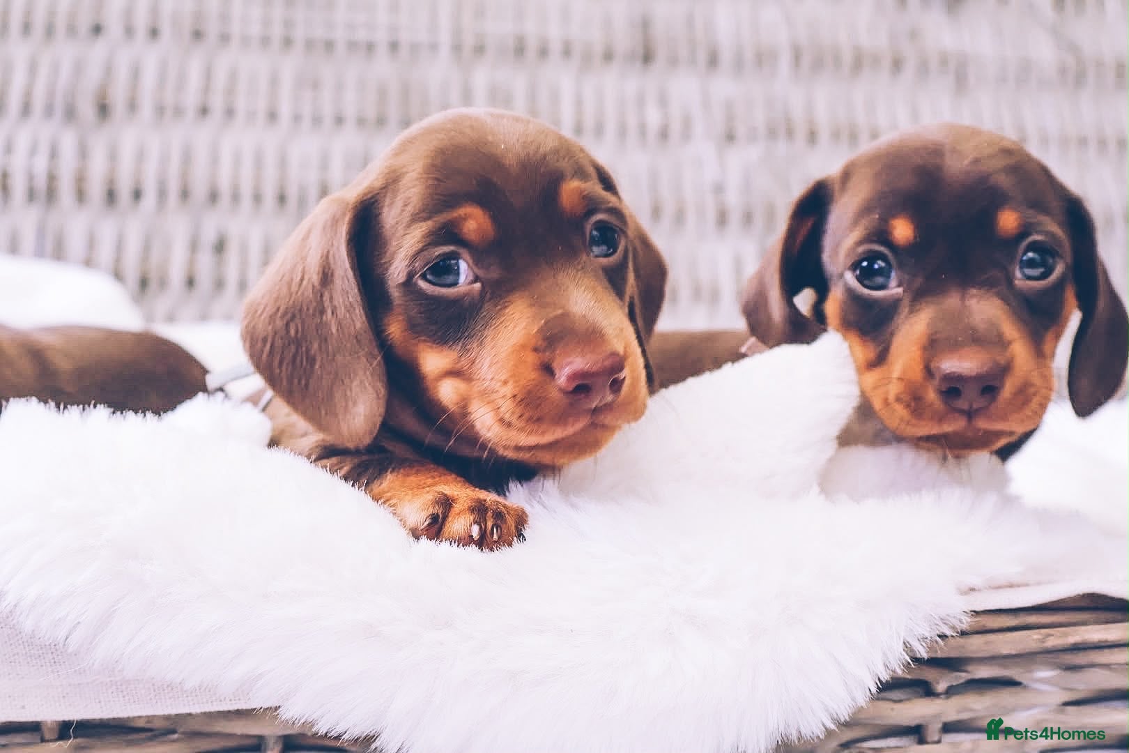 Miniature Dachshund dogs KC HEALTH TESTED MINIATURE DACHSHUNDS- LICENSED  - Advert 2
