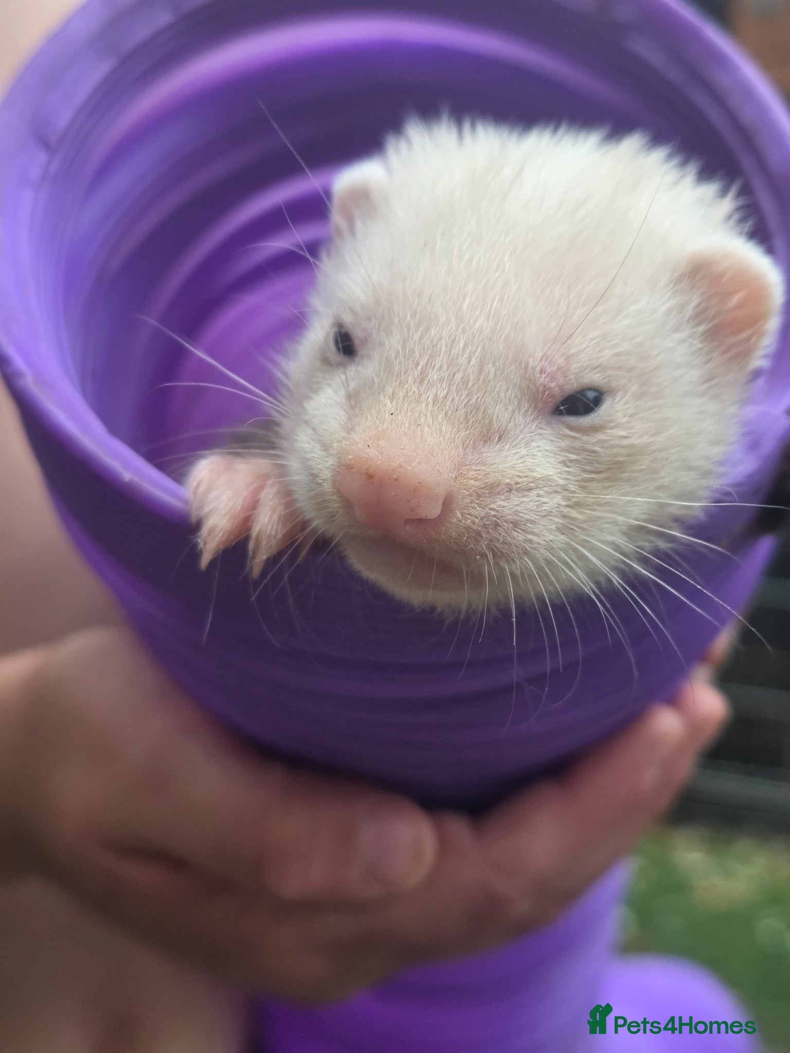 Ferret rodents Ferret kits  - Advert 1