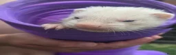 Ferret rodents for sale: Ferret kits  in Beith - Advert 1