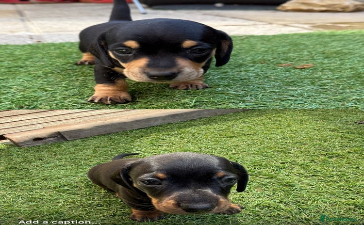 Miniature Dachshund dogs - Advert 1