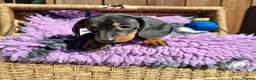 Dachshund dogs for sale: Minature Dachshund pups - Advert 7