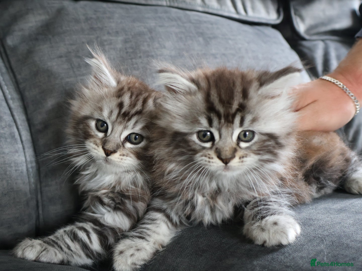 Maine Coon cats Maine Coon Cross Kittens - Fluffy Grey - Advert 1