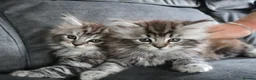 Maine Coon cats for sale: Maine Coon Cross Kittens - Fluffy Grey in Manchester - Advert 1