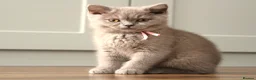 British Shorthair cats for sale: Chunky Teddy Bear ✨ Pure British Shorthair Kittens - Advert 11