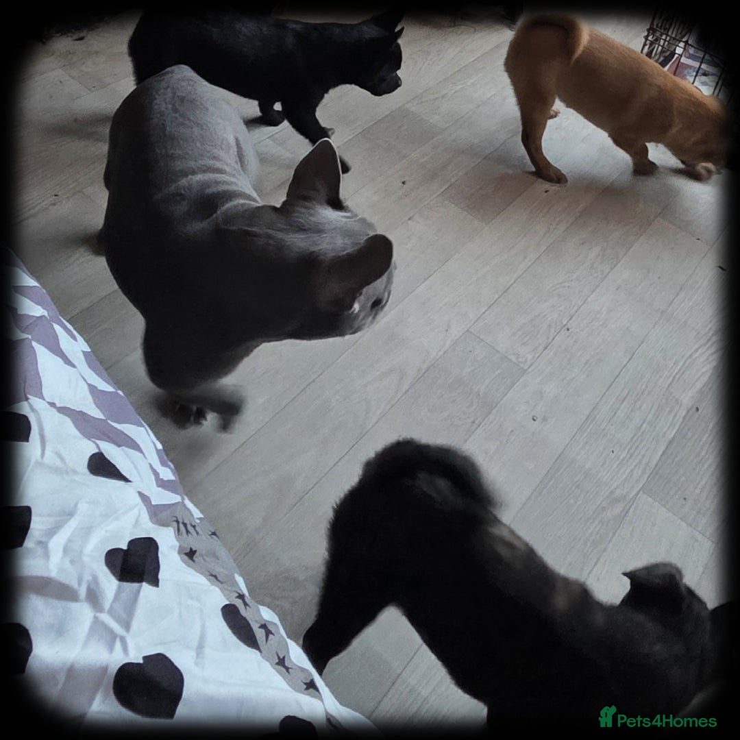 French Bulldog dogs for sale: ❤️⭐️  Adorable Frenchie poms ❤️⭐️ ONLY 3 LEFT ⭐️ - Advert 30