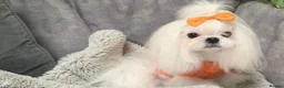 Maltese dogs for sale: Bambelina~ Simply The Best~ Korean Maltese in Stratford-upon-Avon - Advert 18