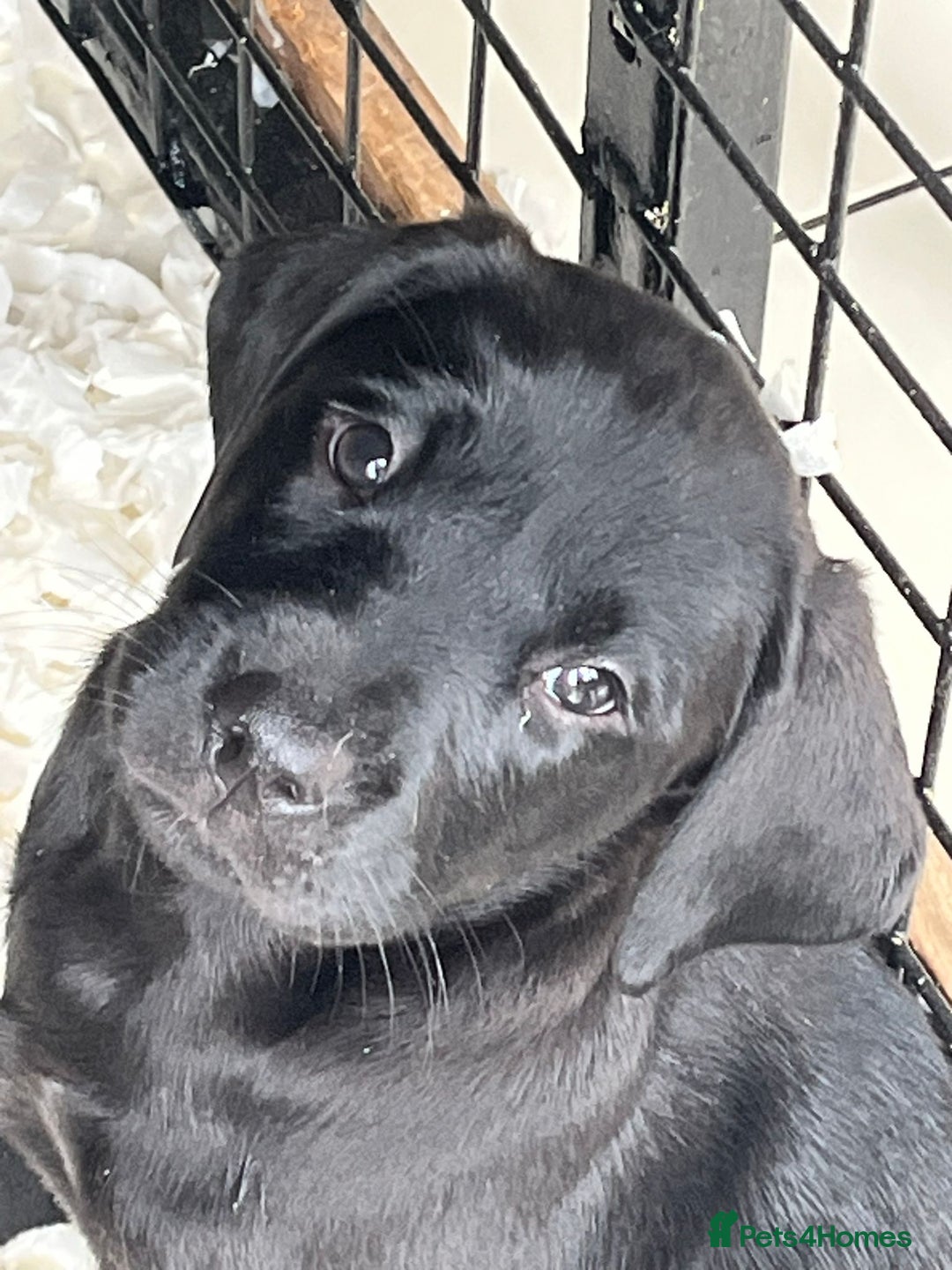 Labrador Retriever dogs for sale: Labrador pups for Sale in Hull - Image 5