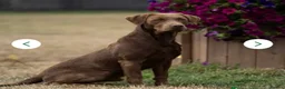 Labrador Retriever dogs for sale: Kc chocolate  male ready now fully  vac  - Advert 3