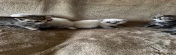 Scottish Fold cats for sale: ✨Adorable Scottish Fold Kittens 🐾 - Advert 19