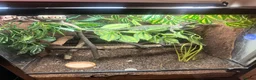 Chameleon reptiles for sale: 2 Yemen Chameleons  - Advert 3