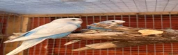 Budgerigars birds for sale: Baby budgies  - Advert 3