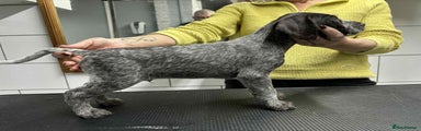 German Wirehaired Pointer blue boy
