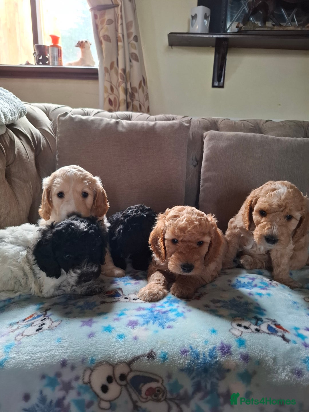 Cockapoo dogs for sale: Beautiful Cockapoo Puppies For Sale  - Advert 3